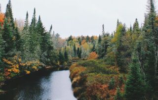 Leaves Starting To Turn By Stream