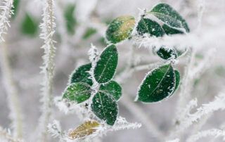 Icy Twigs - Winter Scene