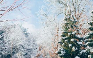 Winter Snow Scenery | Market Updates Dec 2021