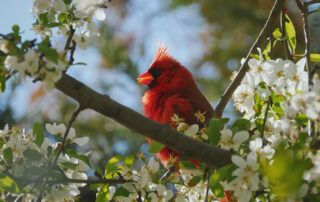 Cardinal with Apple Blossoms in Springtime