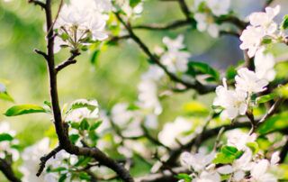 Springtime Apple Blossoms