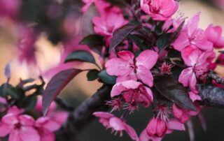 Crab Apple Tree Blossoms