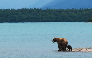 Bear with Babies by Lake