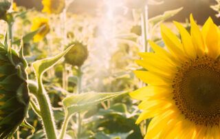 Sunflowers in Field