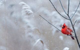 Red Cardinal In Tree and Snow