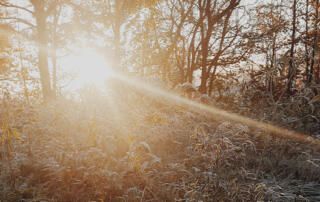 Sunny Forest with Snow Covered Trees