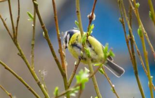 Gray and Yellow Bird In Bush During Early Spring