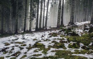 Early Spring Forest with Melting Snow