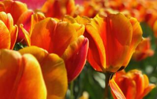 Row of Orange Tulips in Field