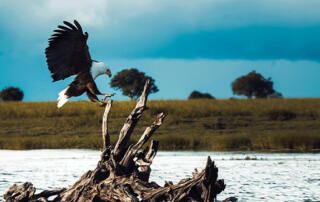 Eagle Landing on Dead Tree in Lake