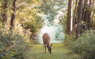 Deer Grazing in Woods