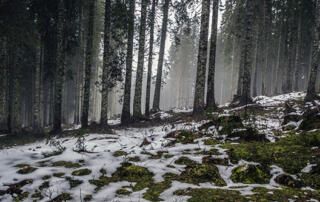 Early Spring in Forest with Snow
