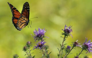 Monarch Landing On Purple Flowers