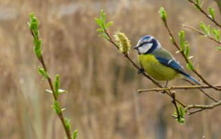 Small Blue Bird in Budding Bush