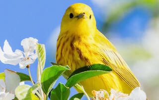 Yellow Bird in Crab Apple Tree