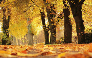 Leaves Falling on Trail During Fall