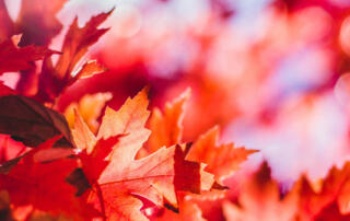 Red Fall Leaves