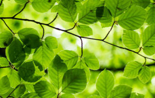 Sun Behind Leaves in Spring