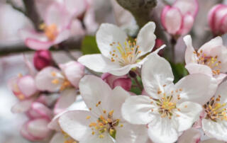 Crab Apple Tree Blooming in Springtime