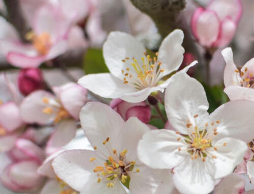 Market Updates – April 2025