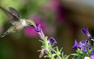 Hummingbird Drinking from Purple Flower