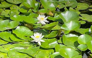 Lily Pads in Minnesota Lake with Flowers
