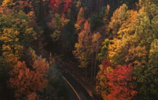 Changing Leaves Along Road in Autumn