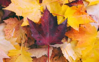 Fall Leaves on Forest Floor