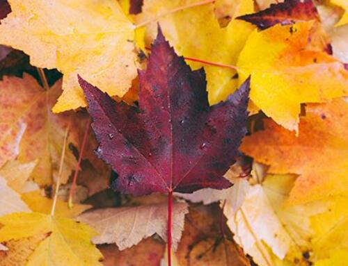 Market Updates – October 2025