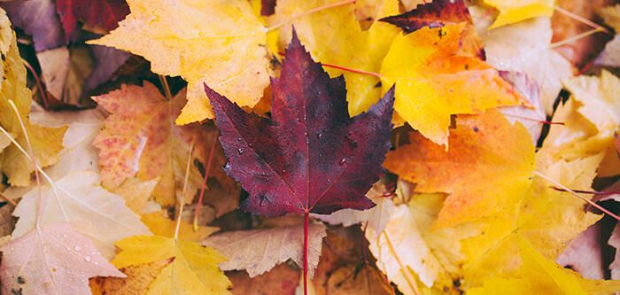 Fall Leaves on Forest Floor