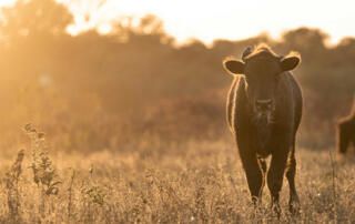 Buffalo During Sunrise in Fall