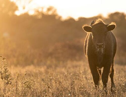 Market Updates – November 2025