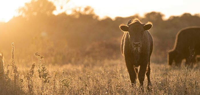 Buffalo During Sunrise in Fall