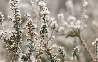 Frozen Meadow During Winter