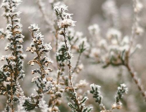 Market Updates – December 2025