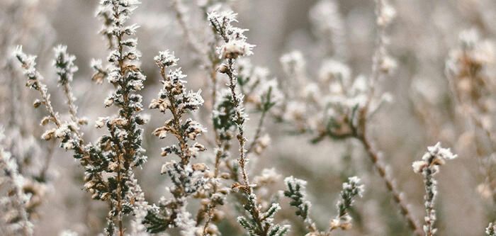 Frozen Meadow During Winter