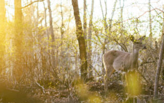 Deer in Woods during Spring Sunrise
