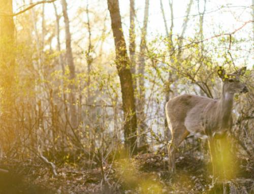 Market Updates – February 2026