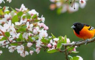 Baltimore Oriole Bird in Flowering Tree