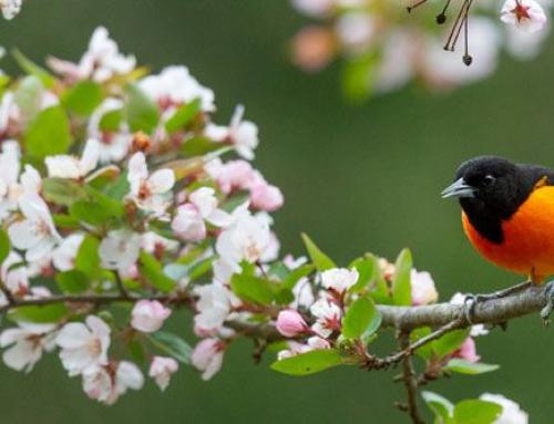 Market Updates – March 2026