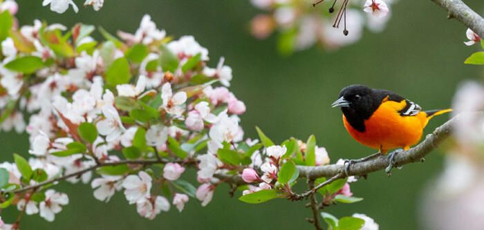 Baltimore Oriole Bird in Flowering Tree