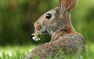 Bunny Eating Clover in Springtime