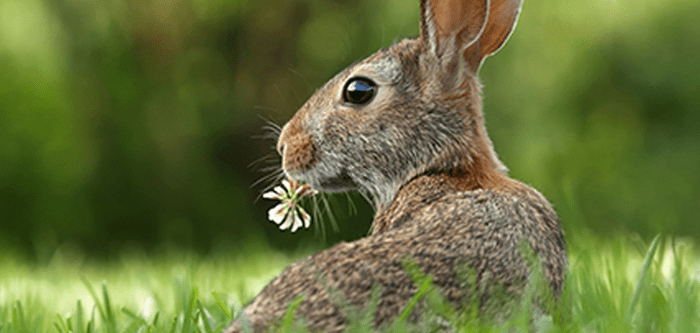 Bunny Eating Clover in Springtime