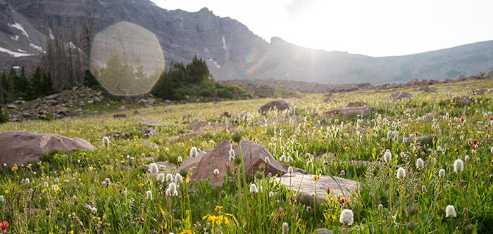 Mountains with Meadow in the foreground