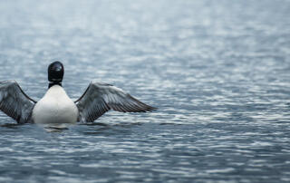 Loon on Lake