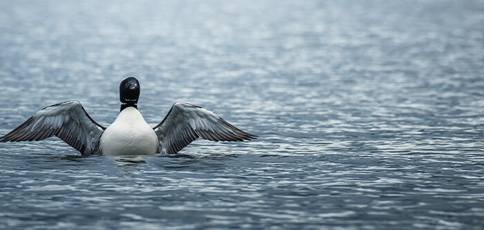Loon on Lake